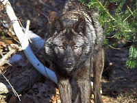 Arctic Wolf 005